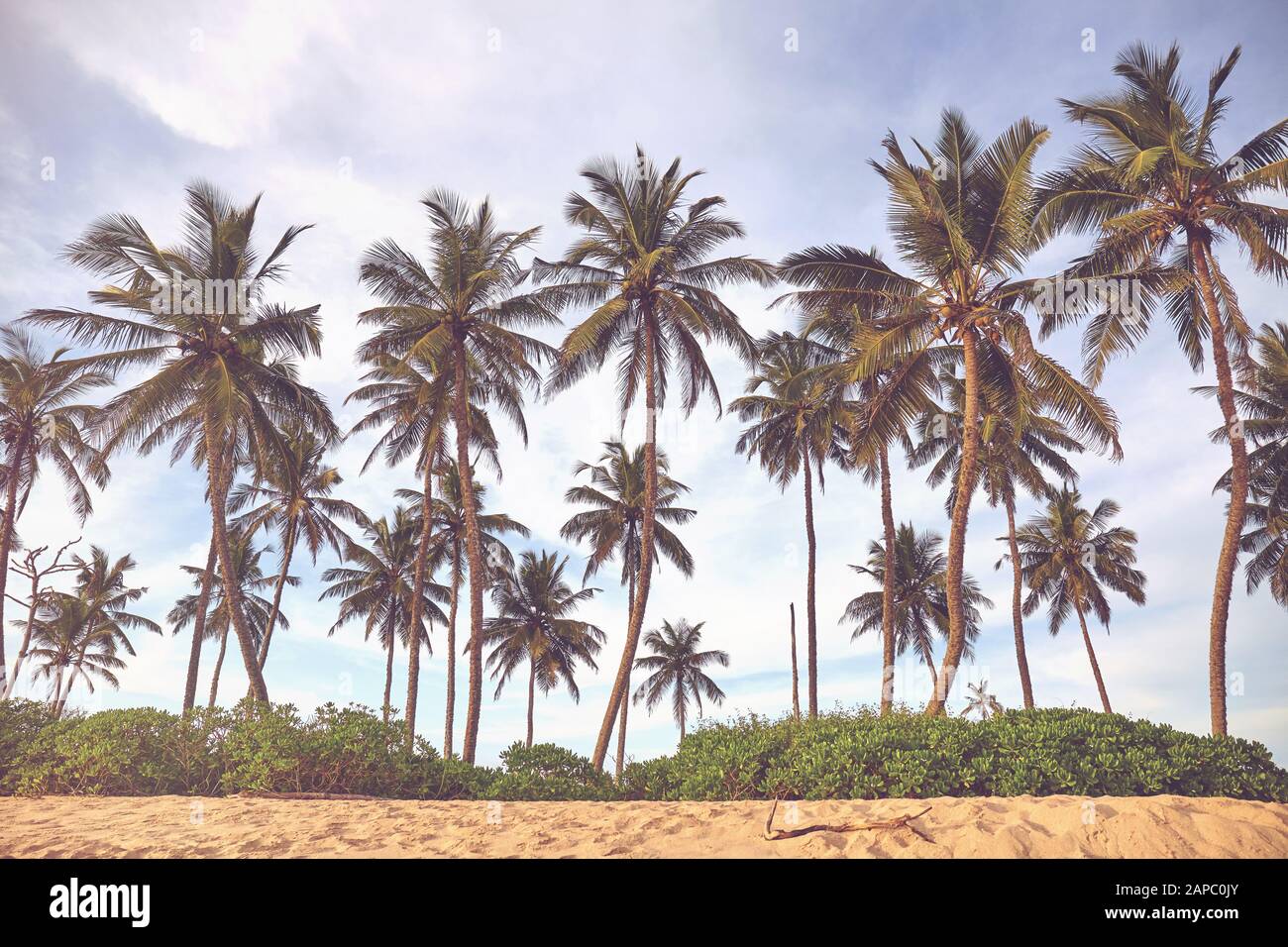 Palmiers à la noix de coco sur une plage, coloration appliquée, Sri Lanka. Banque D'Images