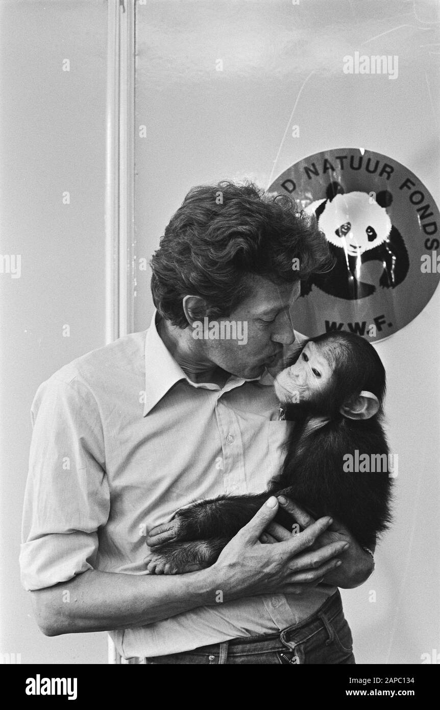 Chimpanzé Sita, âgé de 1,5 an, émigre en Afrique, car aux Pays-Bas, il ne faut pas garder de singes; Date: 14 juillet 1981 lieu: Afrique mots clés: Singes, émigration, centres d'accueil Nom De La Personne: Chimpanzee Banque D'Images