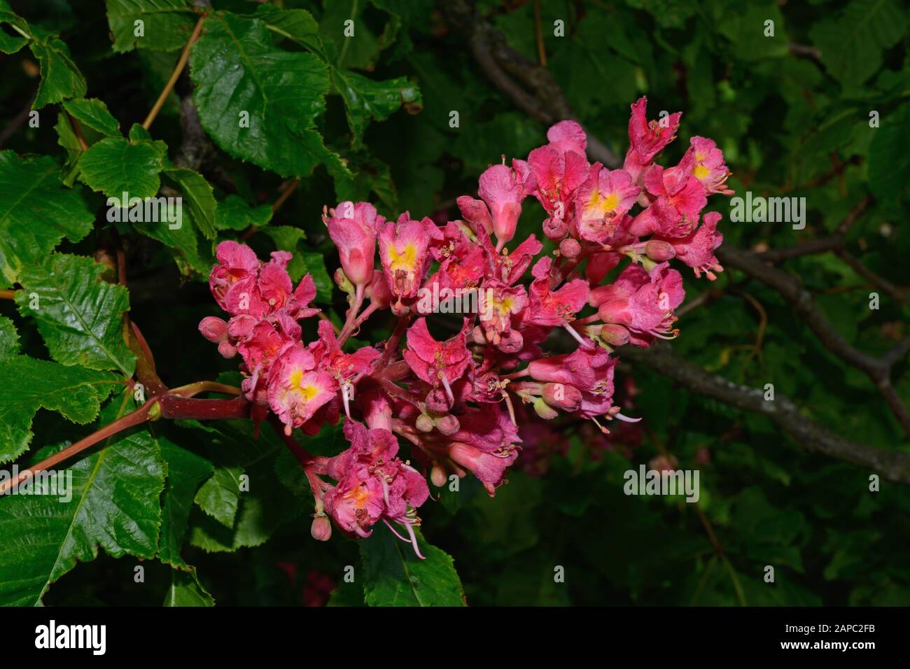 Aesculus × carnea (châtaigne de cheval rouge) est un hybride entre Aesculus pavia (buckeye rouge) et Aesculus hippocastanum (châtaigne de cheval). Banque D'Images