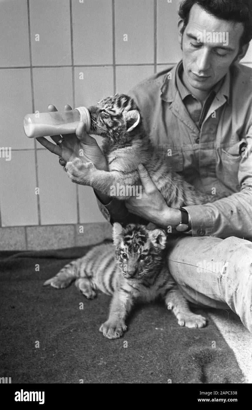 2 tigres bangladais, 6 semaines, se procurer la bouteille de baby-sitter à Artis Date: 28 août 1969 lieu: Amsterdam, Noord-Holland Nom de l'institution: Artis Banque D'Images
