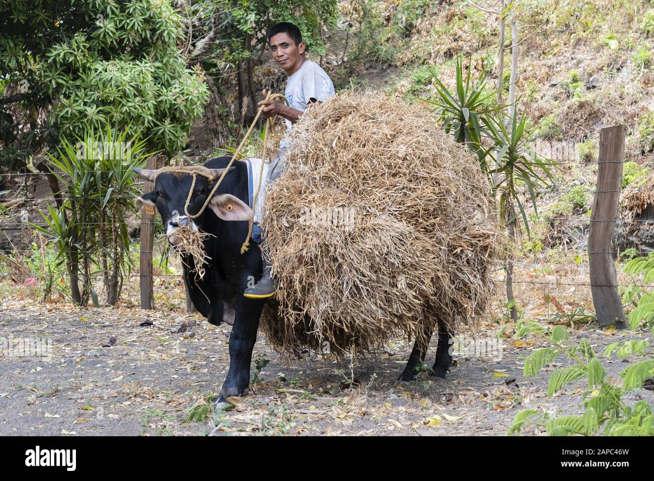 Amérique Centrale, Nicaragua. Une main de ranch qui monte un taureau et porte du foin sur l'île rurale d'Ometepe Banque D'Images