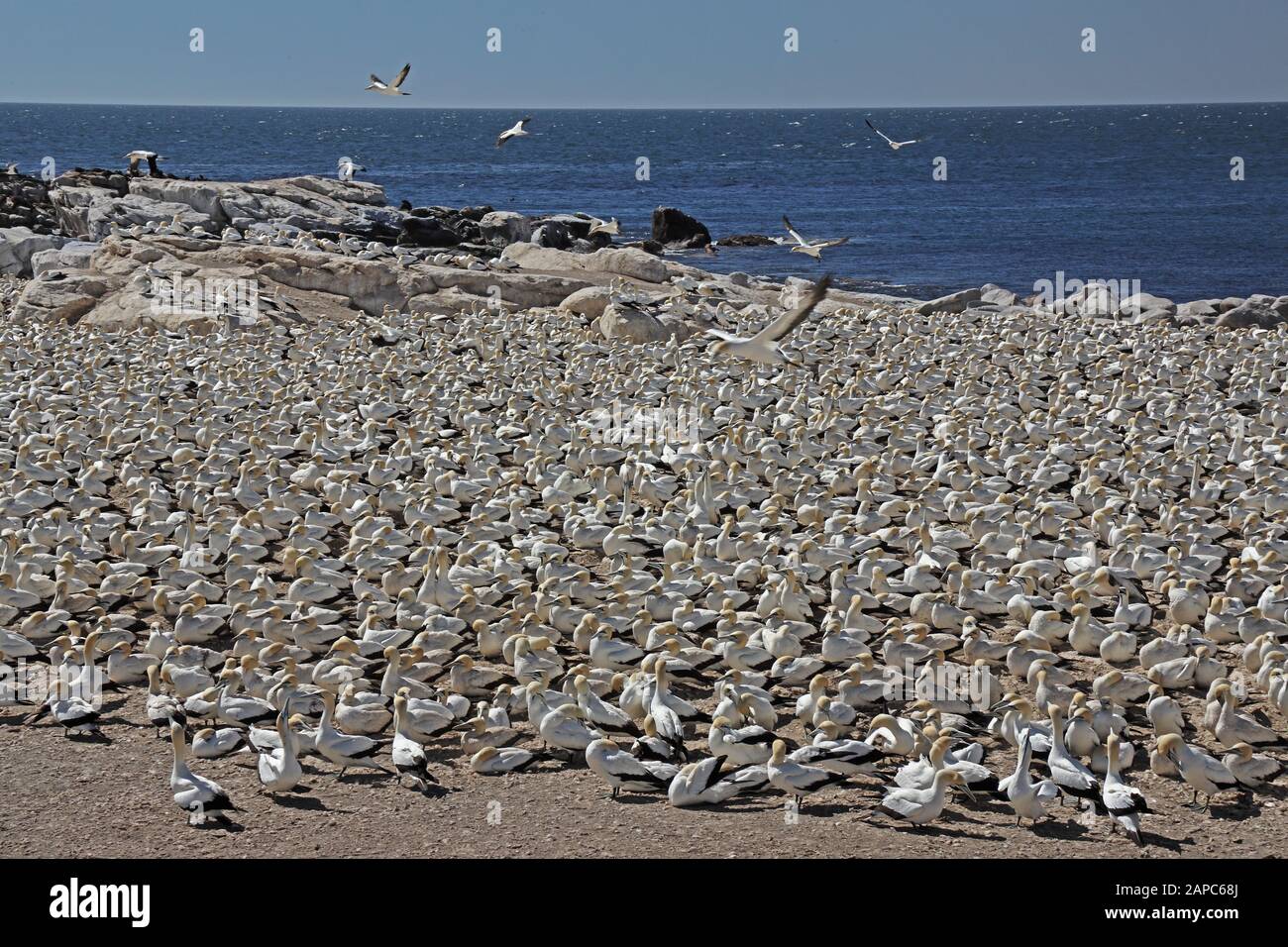 Cap Gannet (Morus capensis) vue sur les adultes dans la colonie de reproduction Western Cape, Afrique du Sud Novembre Banque D'Images