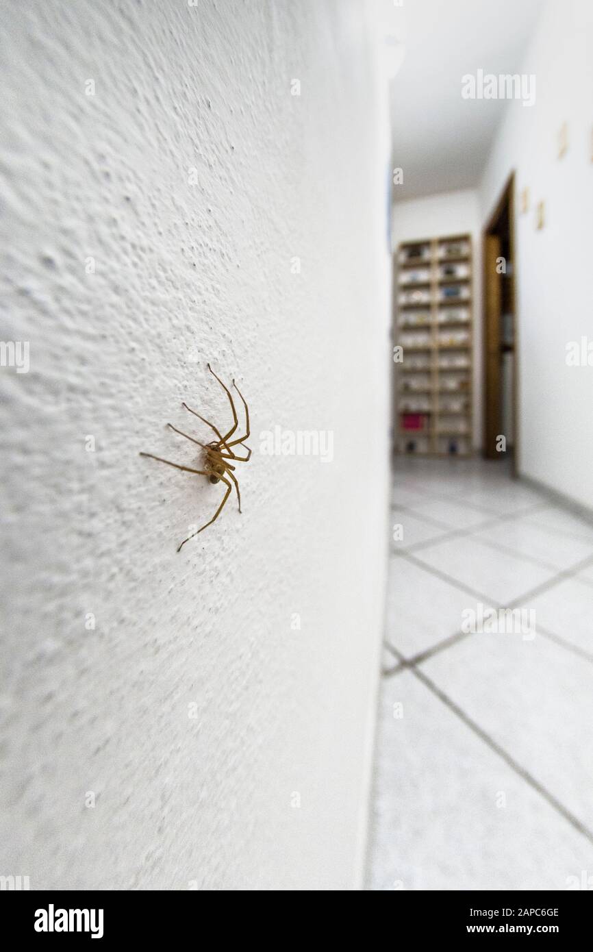Spécimen d'araignée de violon dans les murs de la maison Banque D'Images