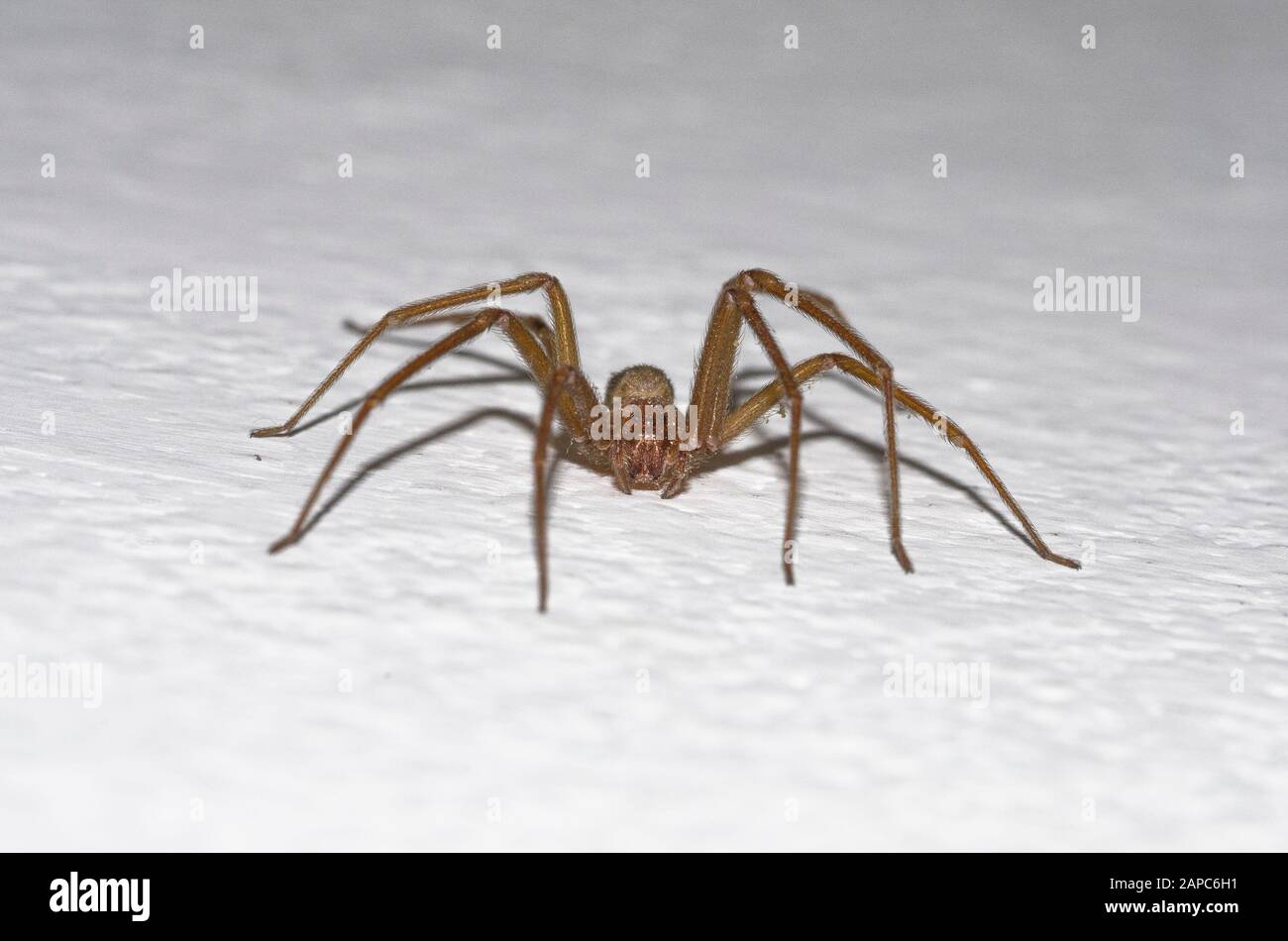 Spécimen d'araignée de violon dans les murs de la maison Banque D'Images