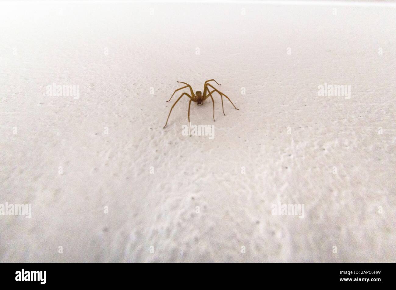 Spécimen d'araignée de violon dans les murs de la maison Banque D'Images