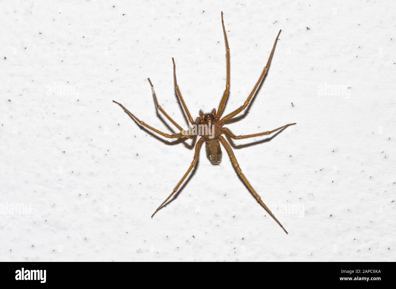Spécimen d'araignée de violon dans les murs de la maison Banque D'Images