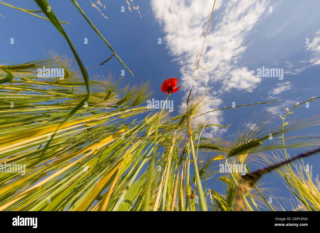 Vue de dessous d'un coquelicot rouge au milieu des oreilles vertes Banque D'Images