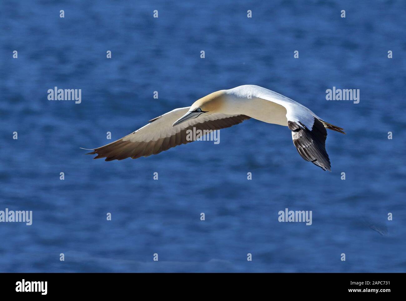 Cap Gannet (Morus capensis) adulte en vol Western Cape, Afrique du Sud Novembre Banque D'Images