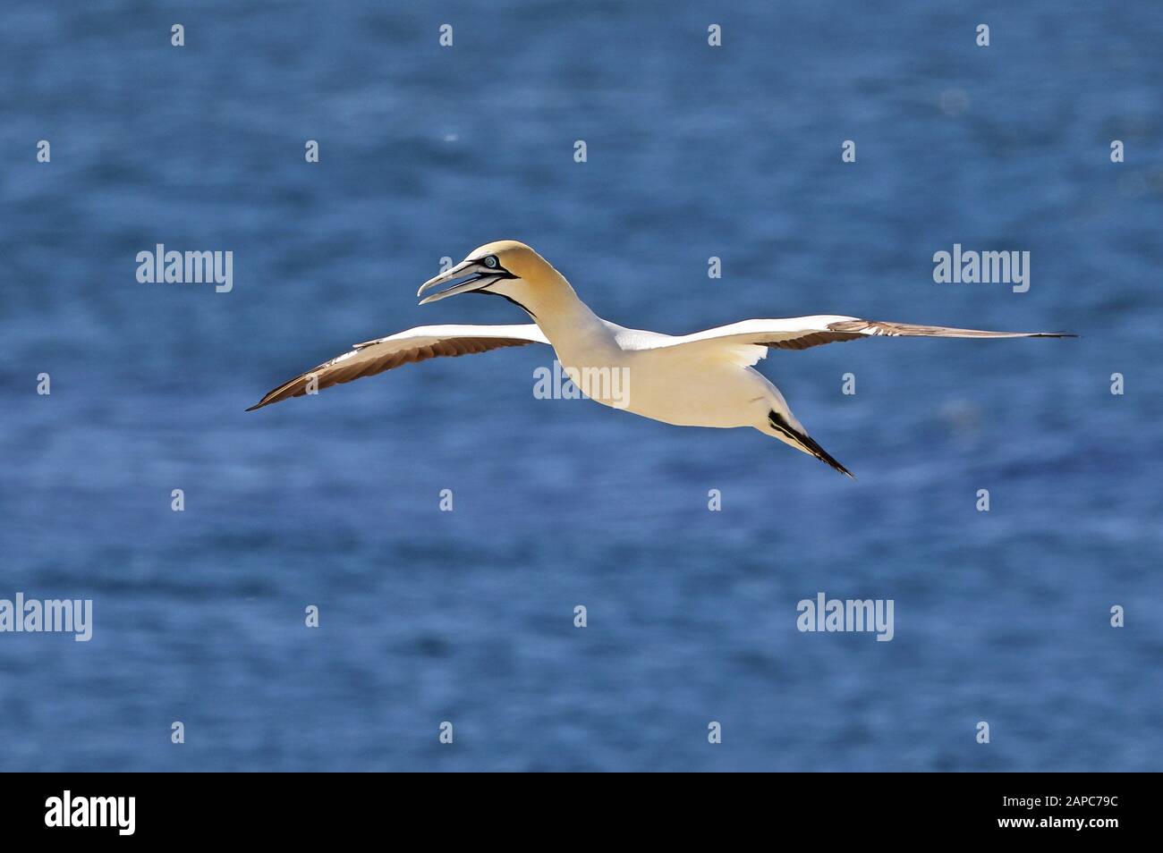 Cap Gannet (Morus capensis) adulte en vol Western Cape, Afrique du Sud Novembre Banque D'Images