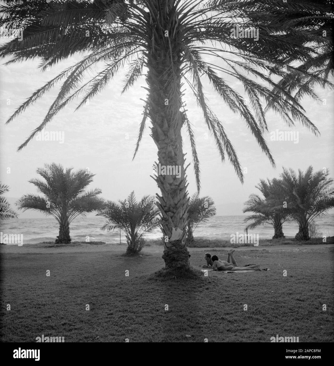 Sur la rive du lac Tiberias près d'Ein Gev en vents forts avec des recreliers et des palmiers Date : 1 janvier 1964 lieu : Ein Gev, Israël, lac Tiberias mots clés : arbres, lacs, rives, palmiers, activités de loisirs, vent Banque D'Images