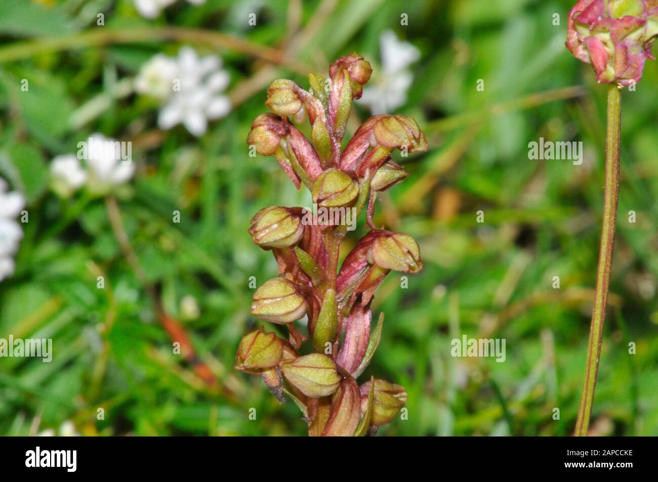 Grenouille Orchid, Dactylorhiza viridis, gros plan, sur la prairie de craie, dans le Wiltshire.UK Banque D'Images