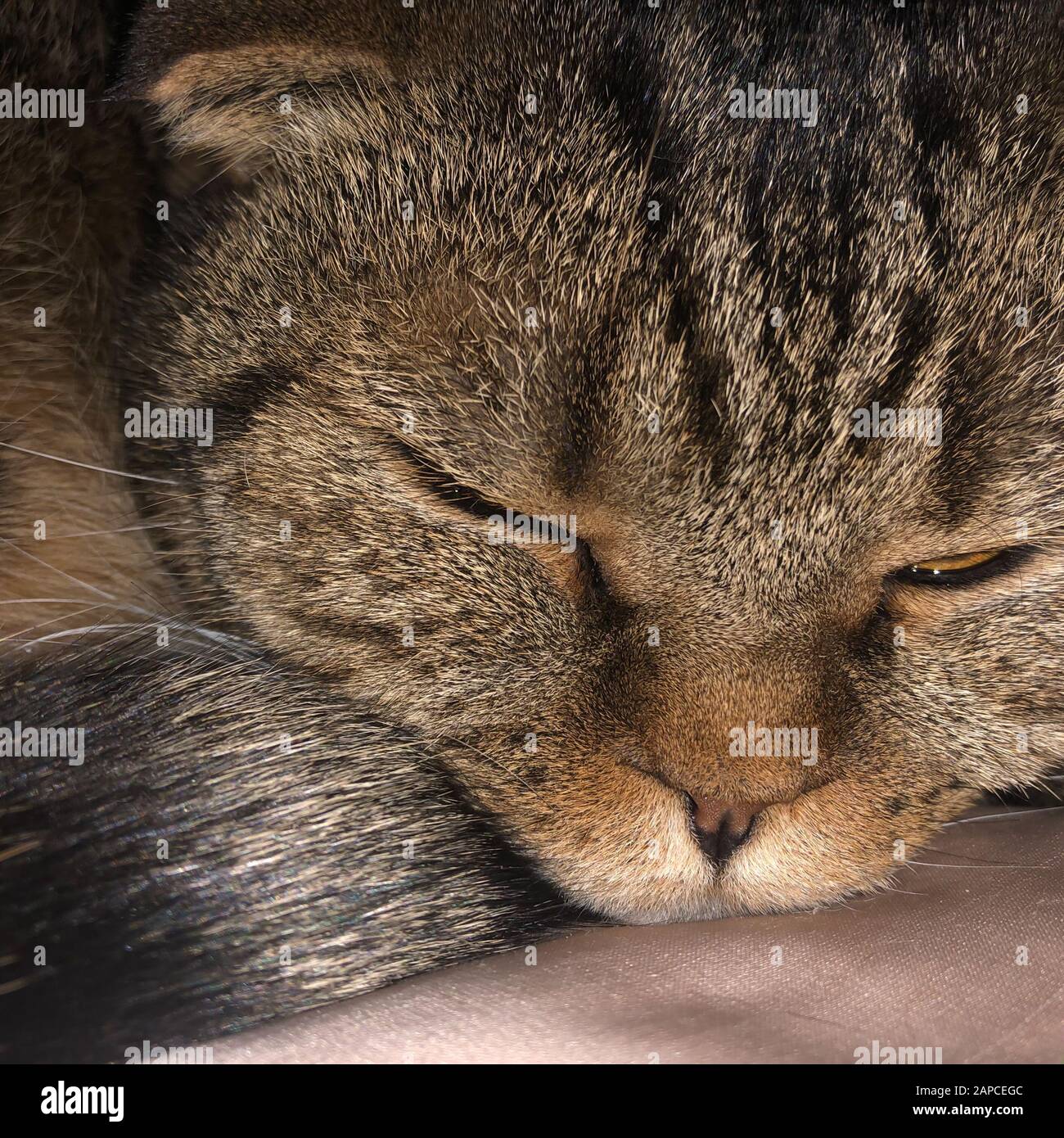 Chat britannique marron dormant sur le lit. Banque D'Images