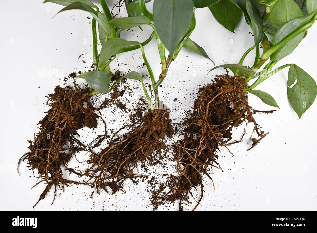 Racines dans le sol de petites plantes exotiques avant de rempoter sur fond blanc Banque D'Images