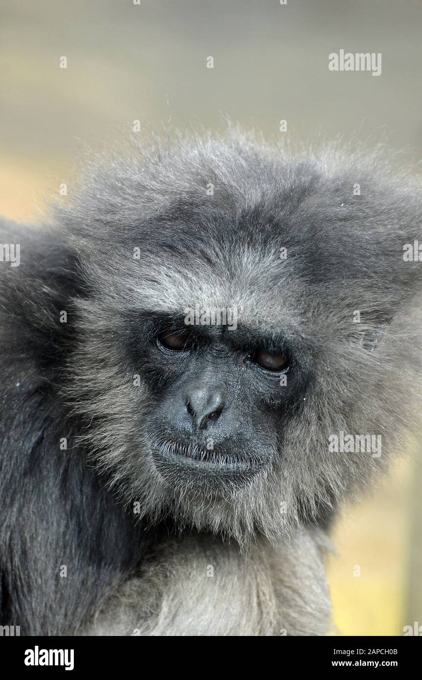 Gibbon argenté, moloch d'Hylobates, Silbergibbon, gibbon d'ezüst Banque D'Images