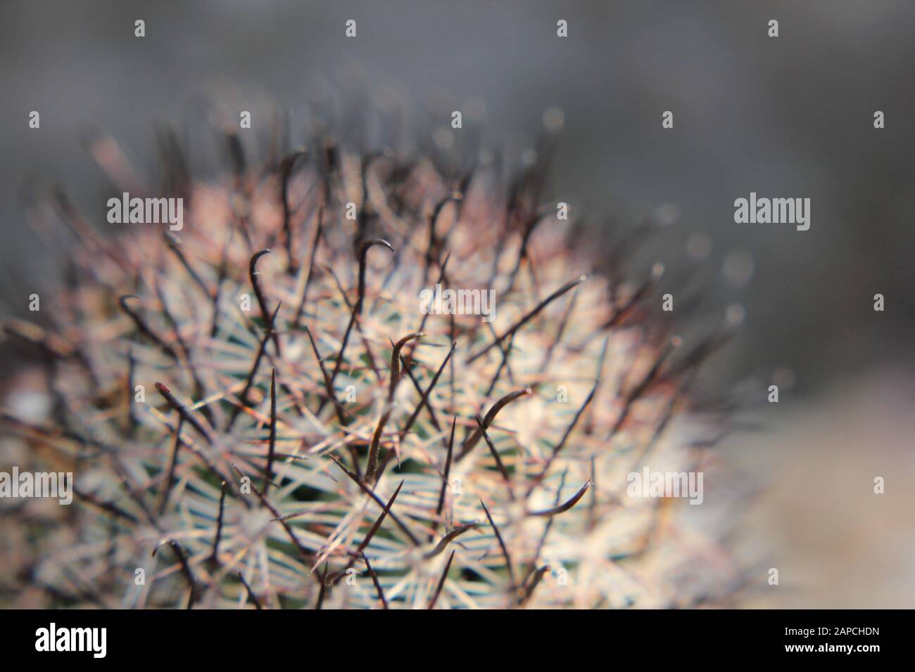 Mammillaria plumosa, le cactus de plumes, Banque D'Images