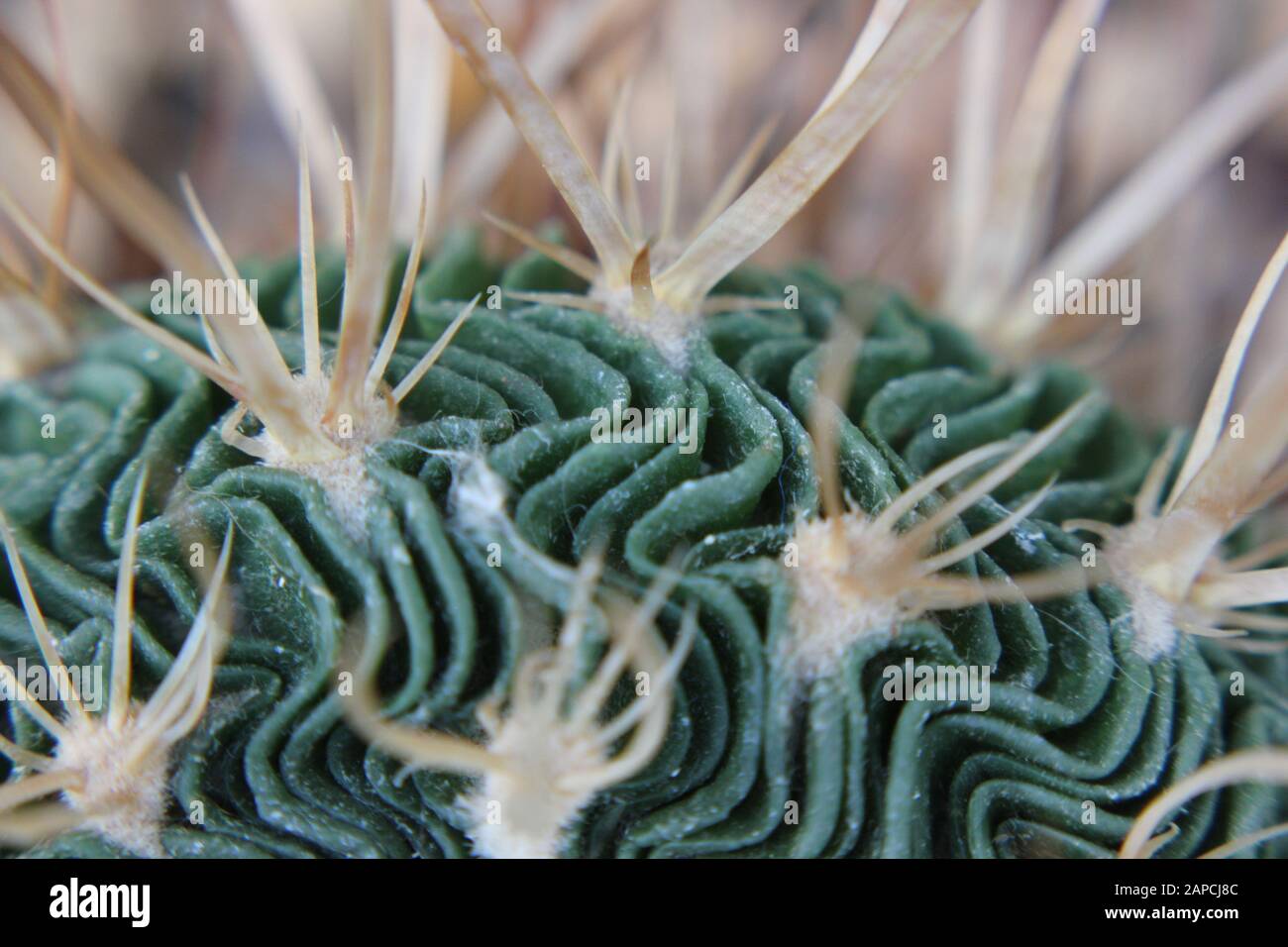 Onde Cactus, Cactus Cérébral, Zacatecasensis, Sténocactus Multistatut, Banque D'Images