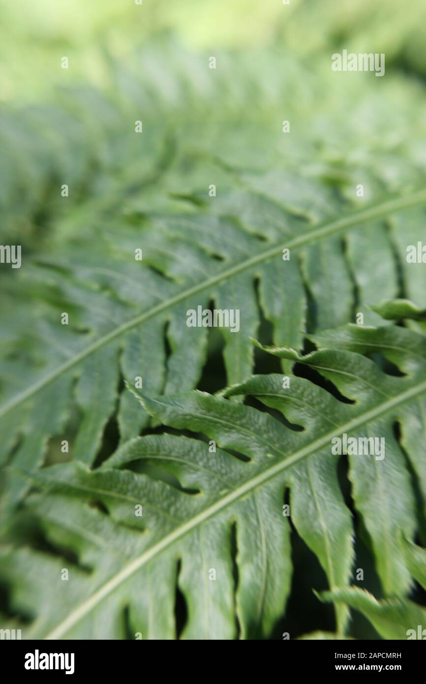 Magnifique fern vert de la Dame d'argent poussant dans le jardin, Blechnum gibbum Banque D'Images