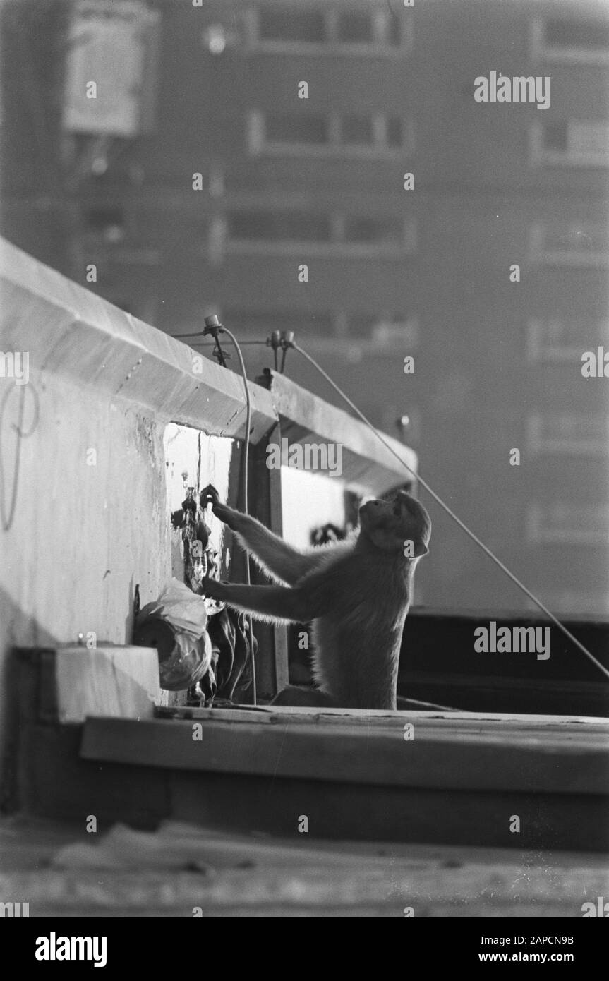Monkey Escapes from Artis, Monkey in gutter Date: 19 March 1976 lieu: Amsterdam, Noord-Holland mots clés: Singes, animaux, évasions Banque D'Images