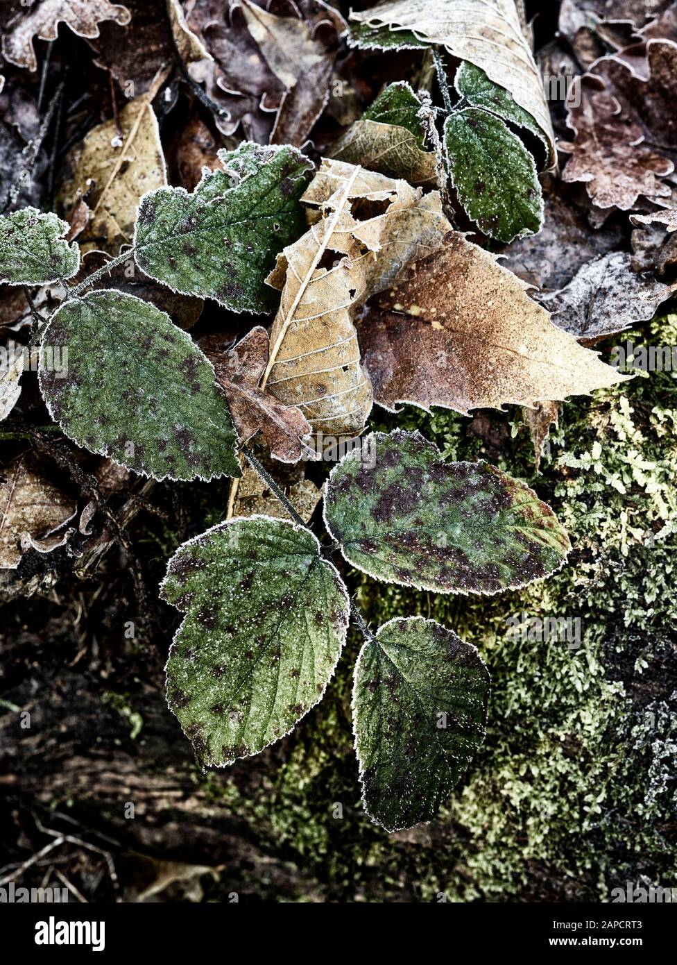 Des feuilles de blackberry dépolies sur un sol boisé à Londres, une vie naturelle encore proche Banque D'Images