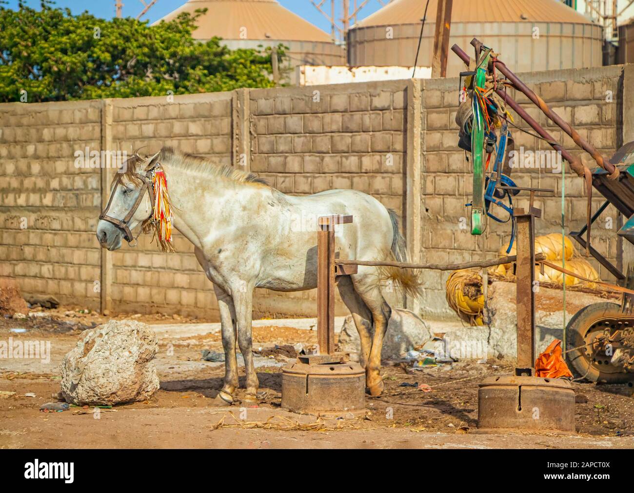 Cheval blanc avec frange colorée sur harnais debout dans les ombres et au repos. Le wagon est à côté de lui. C'est un moyen de transport traditionnel dans Banque D'Images Cheval blanc avec frange colorée sur harnais debout dans les ombres et au repos. Le wagon est à côté de lui. C'est un moyen de transport traditionnel dans Banque D'Images