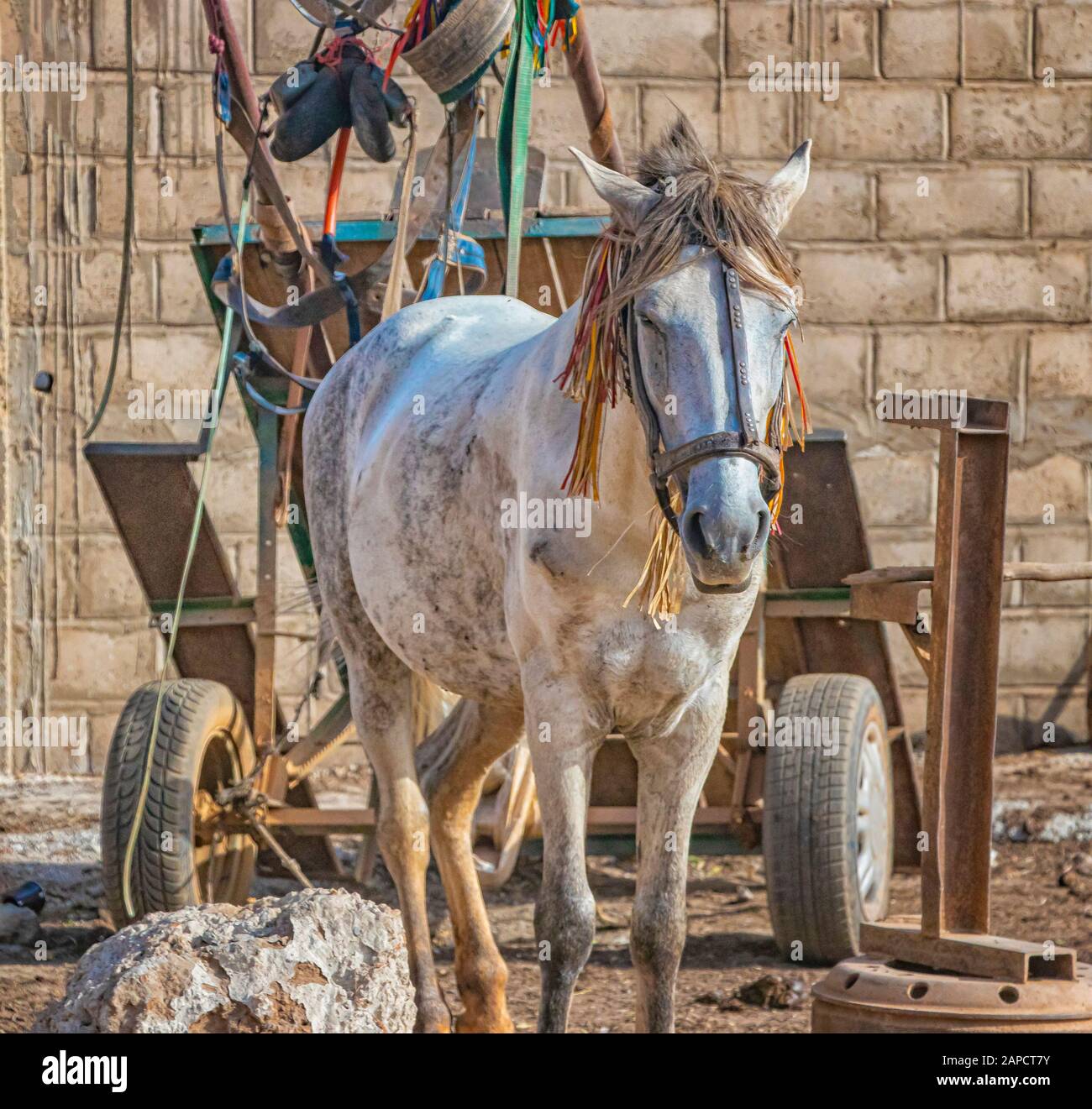 Cheval blanc avec frange colorée sur harnais debout dans les ombres et au repos. Le wagon est à côté de lui. C'est un moyen de transport traditionnel dans Banque D'Images Cheval blanc avec frange colorée sur harnais debout dans les ombres et au repos. Le wagon est à côté de lui. C'est un moyen de transport traditionnel dans Banque D'Images