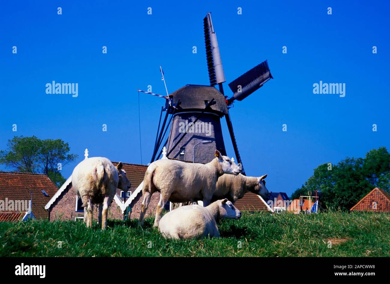 Moutons sur la digue à Oudeschild, sur l'île Texel, en mer du Nord, aux Pays-Bas, en Europe Banque D'Images