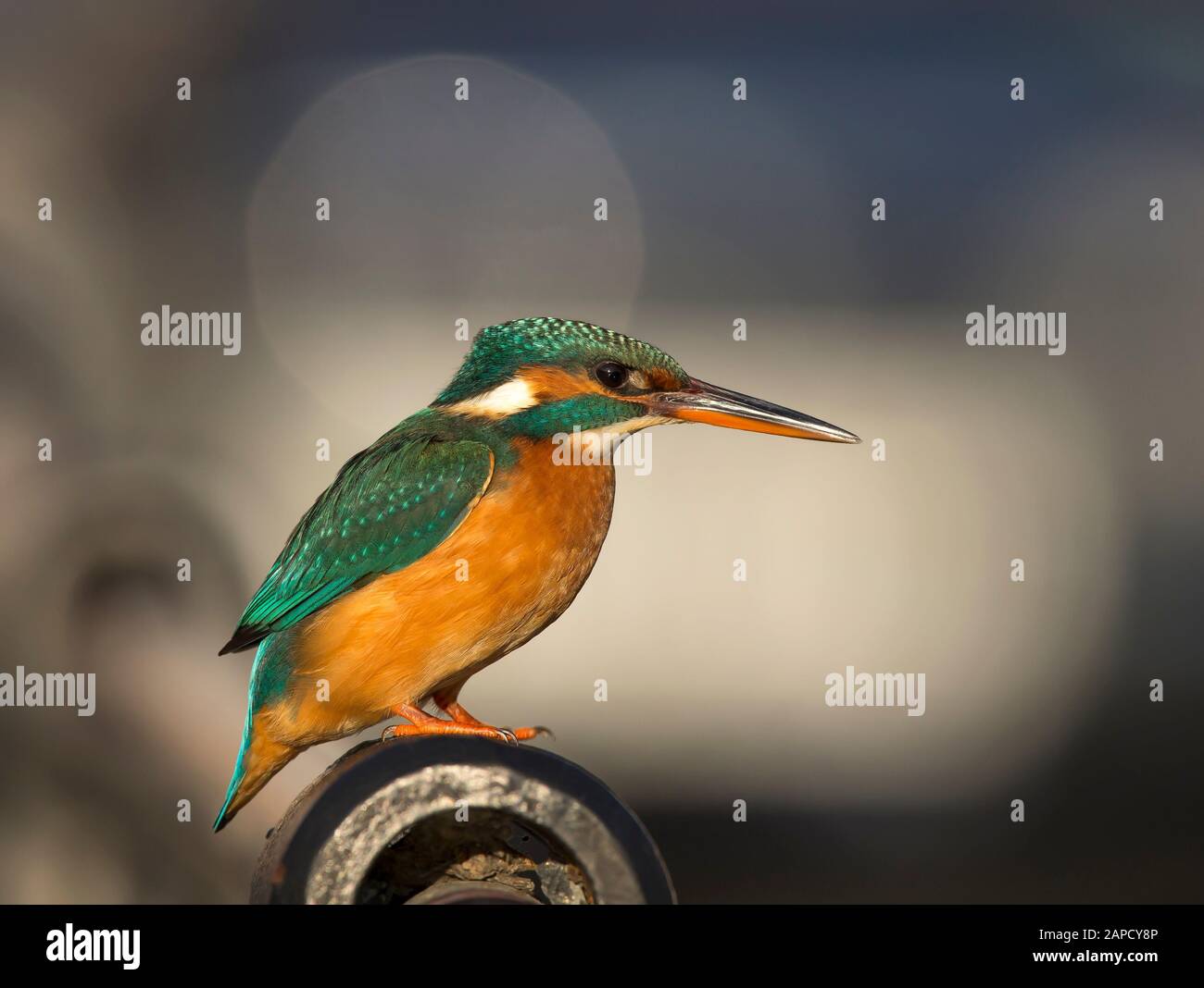 Vue latérale détaillée vue rapprochée de l'oiseau britannique kingfisher (Alcedo atthis) isolé en plein air perché sur les rampes dans l'habitat urbain. Faune britannique. Banque D'Images