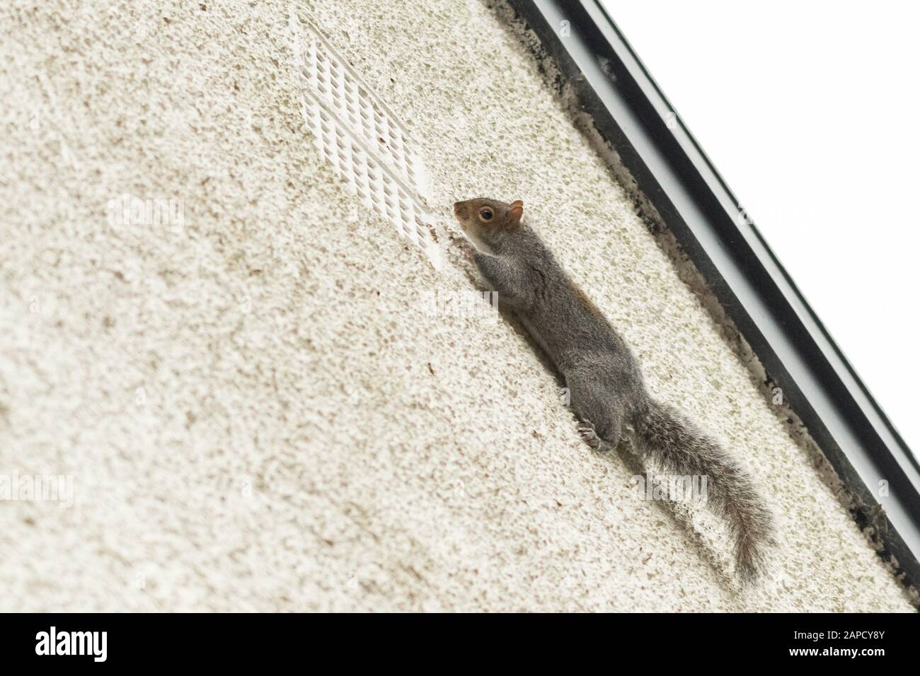 Squirrel gris - Sciurus carolinensis - courir un mur de maison près des eaves Banque D'Images