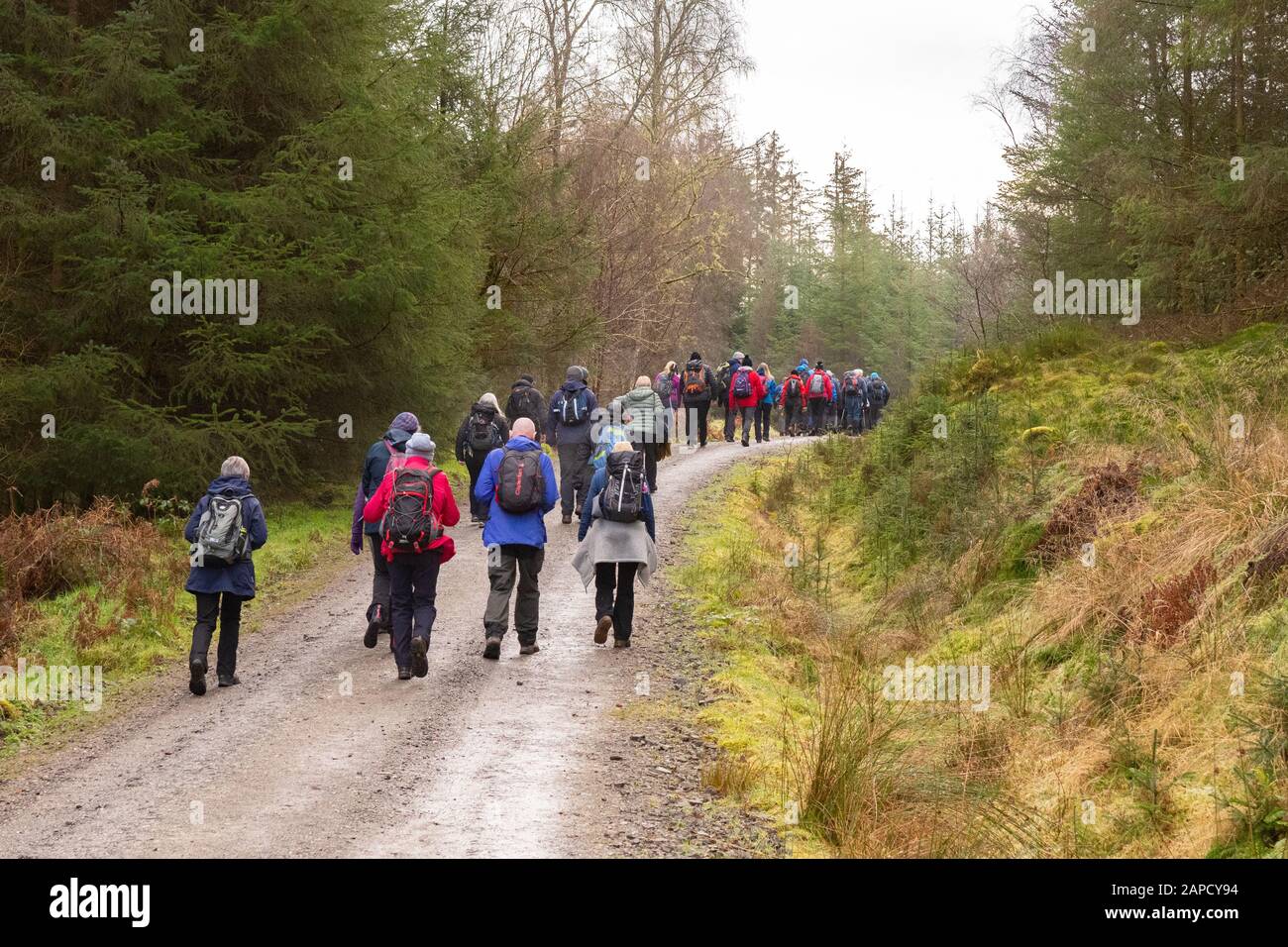 Grand groupe de marcheurs marchant à travers la forêt du Loch Ard, le Loch Lomond et le parc national des Trossachs, Ecosse, Royaume-Uni Banque D'Images