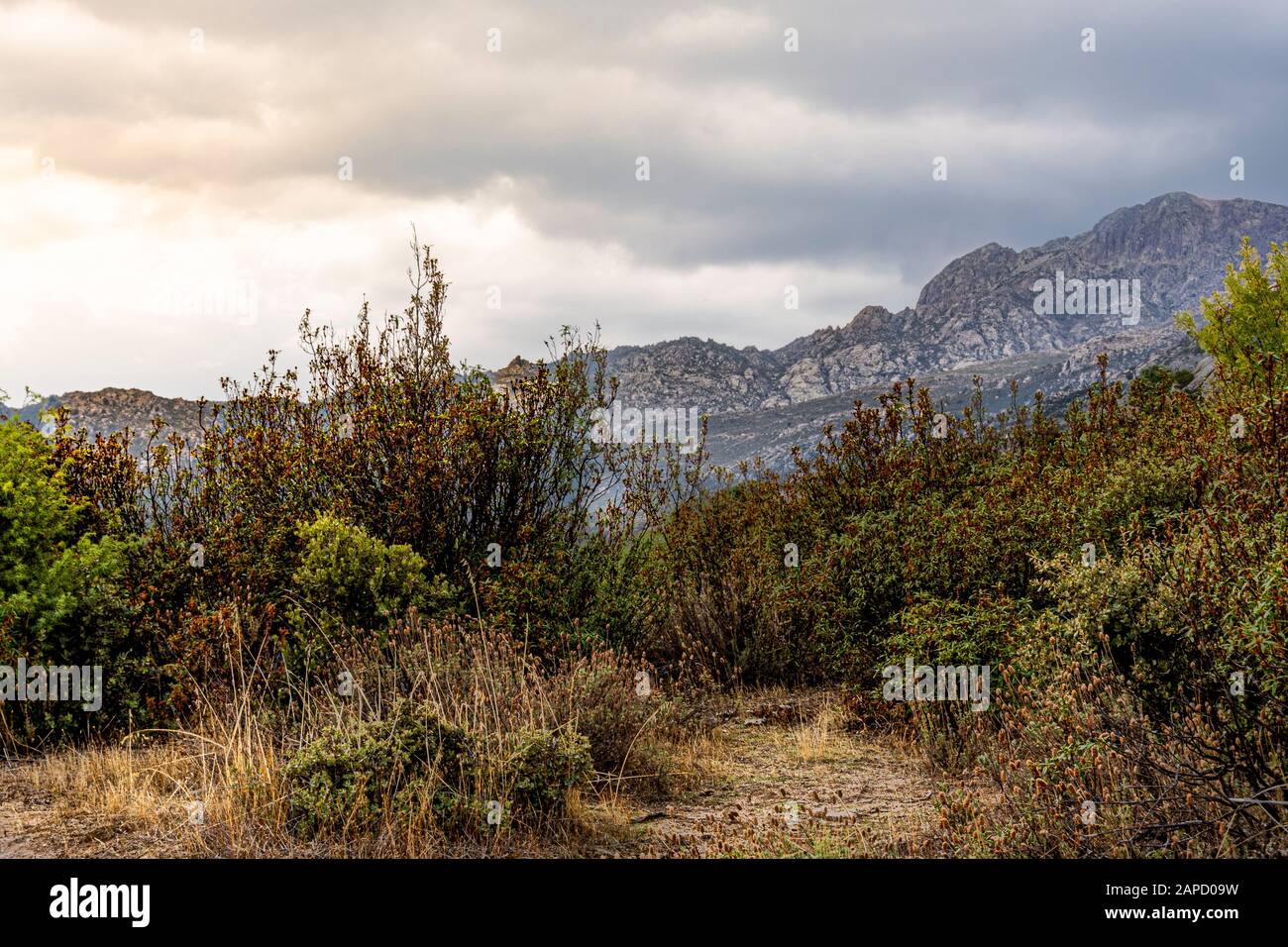 Végétation typique et pics rocheux de la Sierra de Guadarrama par jour nuageux. Europe Espagne Madrid Banque D'Images