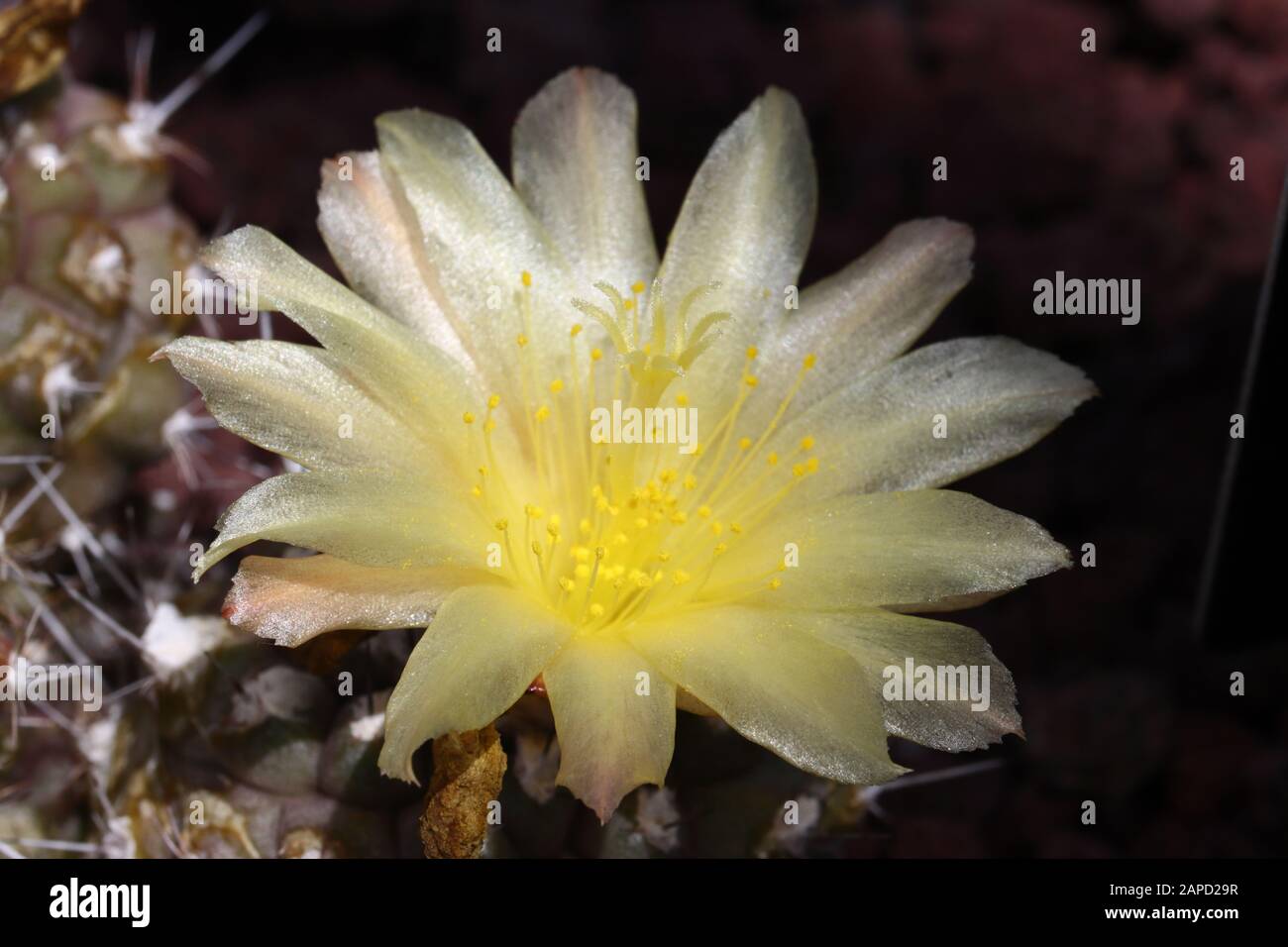 Copiapoa est un genre de plantes à fleurs de la famille des cactus Cacacaceaea, des déserts côtiers secs, en particulier le désert d'Atacama, au Chili. Banque D'Images