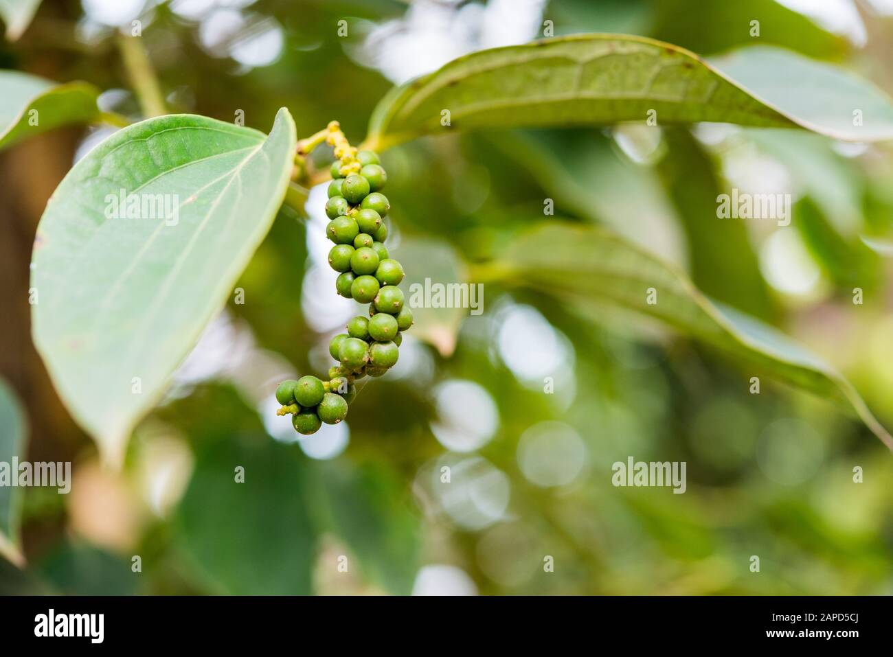 Usine de poivre noir poussant à la ferme dans la région de Kep, au Cambodge, près de Kampot City. Une branche avec des fruits et des feuilles verts. Mise au point sélective et rapprochée. Banque D'Images