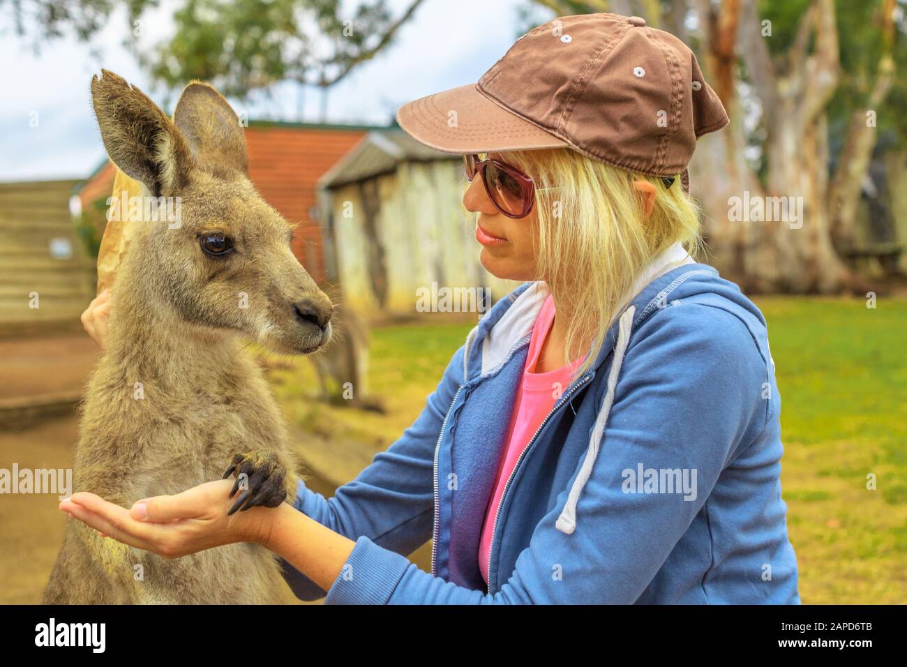 Une femme caucasienne donne la main à un kangourou. Rencontre avec l'animal marsupial australien en Australie. Portrait de macropus rufus. Vue de face. Banque D'Images