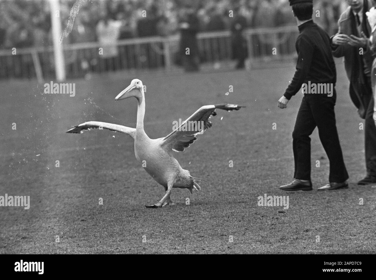AJAX contre Feyenoord 1-0. Moments de jeu numéro 14 pélican Date: 10 mars 1968 mots clés: Pélicans, sport, football Nom de l'institution: Feyenoord Banque D'Images