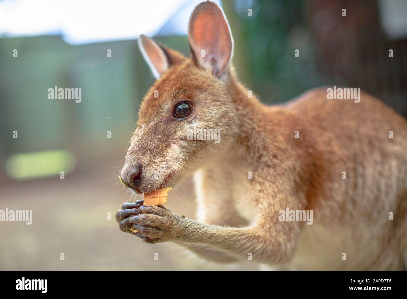 Gros plan de la vue latérale du wallaby manger dans la nature. Arrière-plan flou. Banque D'Images