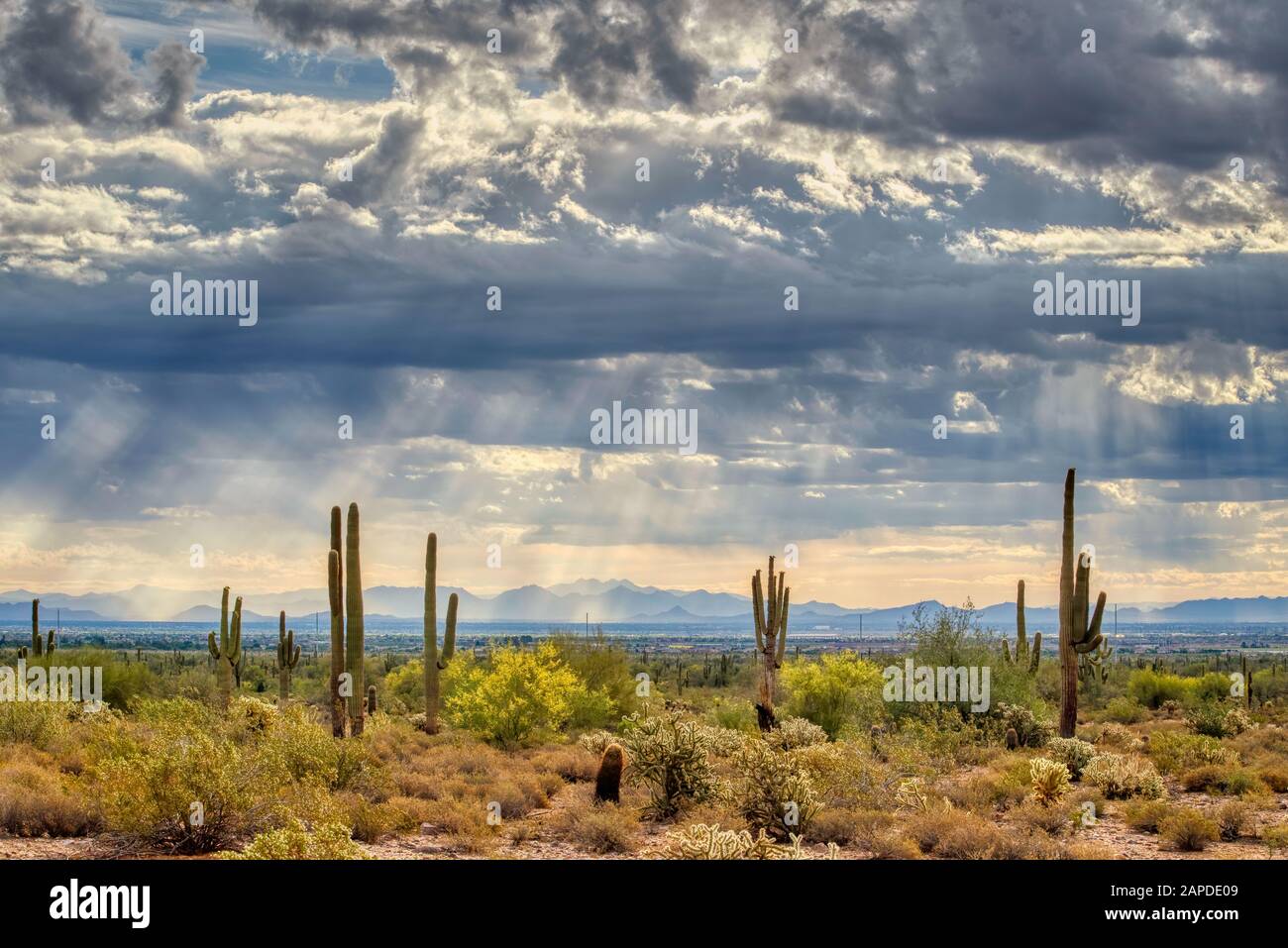 Saguaro et le cactus pirickly fleuri avec des arbres mésiqueux et palos verde dans le White Tank Mountain State Park à l'extérieur de Phoenix, Arizona. Banque D'Images