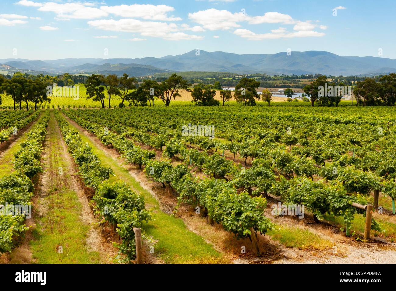Rangées de vignes dans le vignoble de Yarra Yering dans la Yarra Valley de Victoria, Australie. Banque D'Images