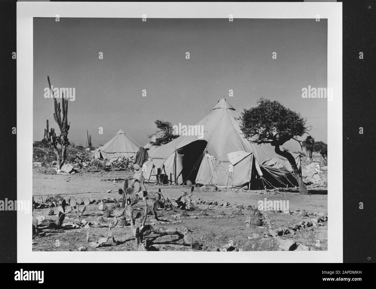 Wi [West Indies]/Anefo London series Description: Camp de l'armée américaine à la raffinerie de la Lago Oil and Transport Company à Saint-Nicolas. Au premier plan un jardin de cactus Annotation: Repronegative Date: {1940-1945} lieu: Aruba, San Nicolas, Saint Nicolas Bay mots clés: Cactus, tentes, World War II Nom de l'institution: Lago Oil Banque D'Images