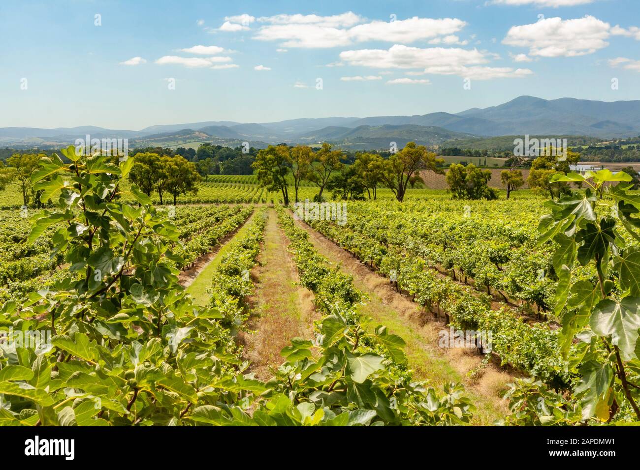 Rangées de vignes dans le vignoble de Yarra Yering dans la Yarra Valley de Victoria, Australie. Banque D'Images