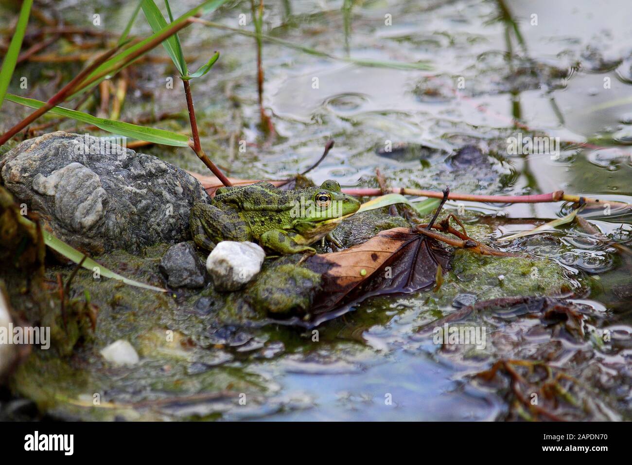 Une grenouille verte, également connu sous le nom de l'eau courante ou grenouille grenouille comestible dans un étang avec quelques feuilles Banque D'Images