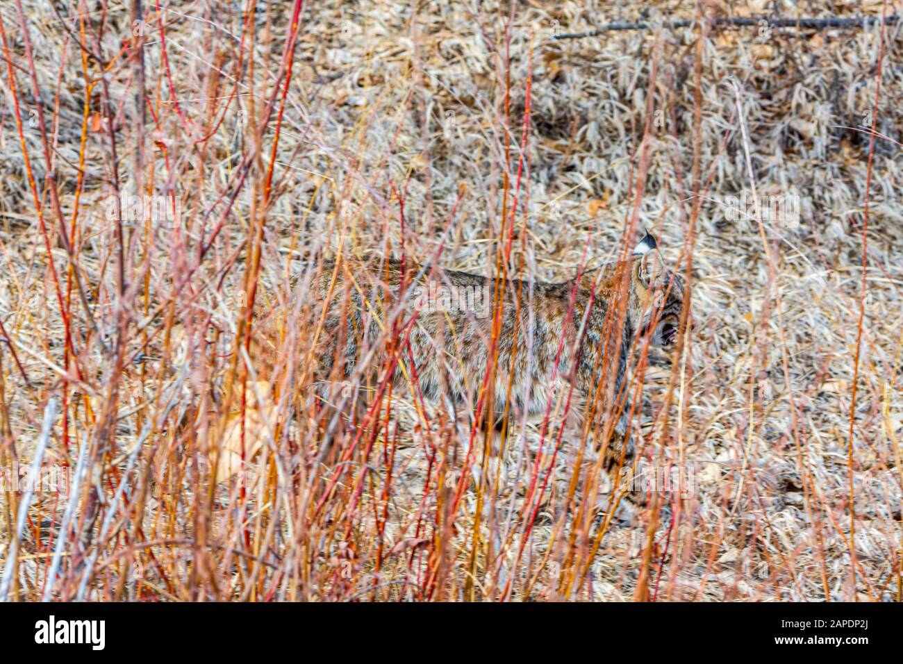 American Bobcat Dernière révision- (Lynx rufus fasciatus) classification générale- (Lynx rufus) camouflage parmi les saules. Castle Rock Colorado États-Unis. Banque D'Images American Bobcat Dernière révision- (Lynx rufus fasciatus) classification générale- (Lynx rufus) camouflage parmi les saules. Castle Rock Colorado États-Unis. Banque D'Images