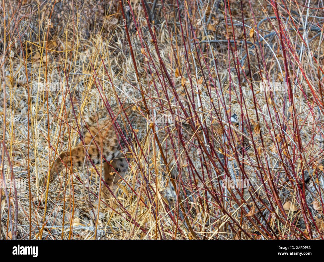 American Bobcat Dernière révision- (Lynx rufus fasciatus) classification générale- (Lynx rufus) camouflage parmi les saules. Castle Rock Colorado États-Unis. Banque D'Images American Bobcat Dernière révision- (Lynx rufus fasciatus) classification générale- (Lynx rufus) camouflage parmi les saules. Castle Rock Colorado États-Unis. Banque D'Images