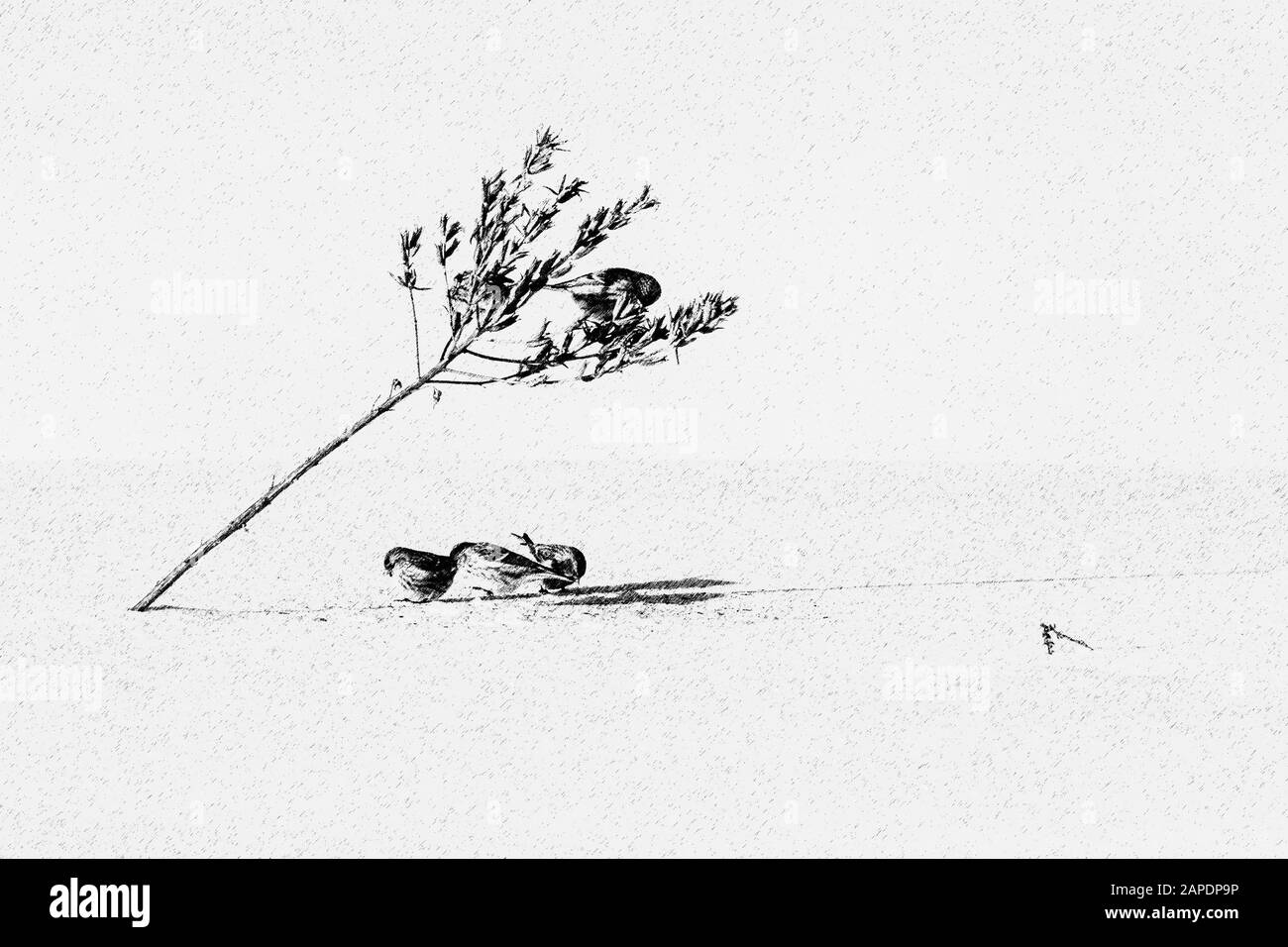 Photo numérique en noir et blanc des oiseaux de Redpold mangeant des graines de œnothera en hiver Banque D'Images
