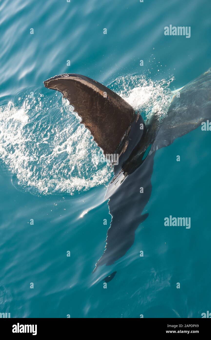 Queue fluke d'une baleine à bosse (Megaptera novaeangliae), Queensland, Australie Banque D'Images