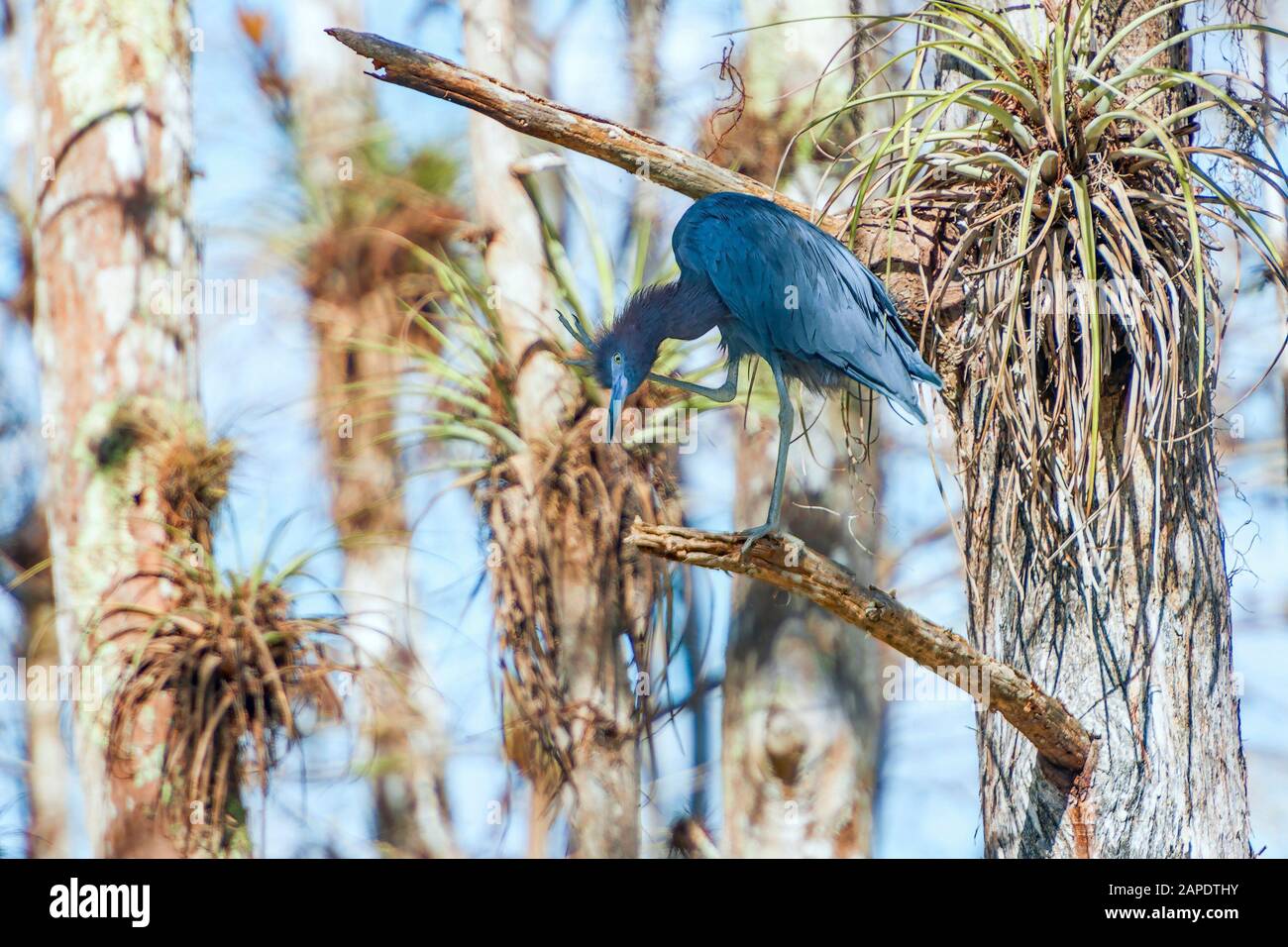 Little Blue Heron (Egretta caerulea) se rayant la tête.Big Cypress National Preserve.Florida.USA Banque D'Images