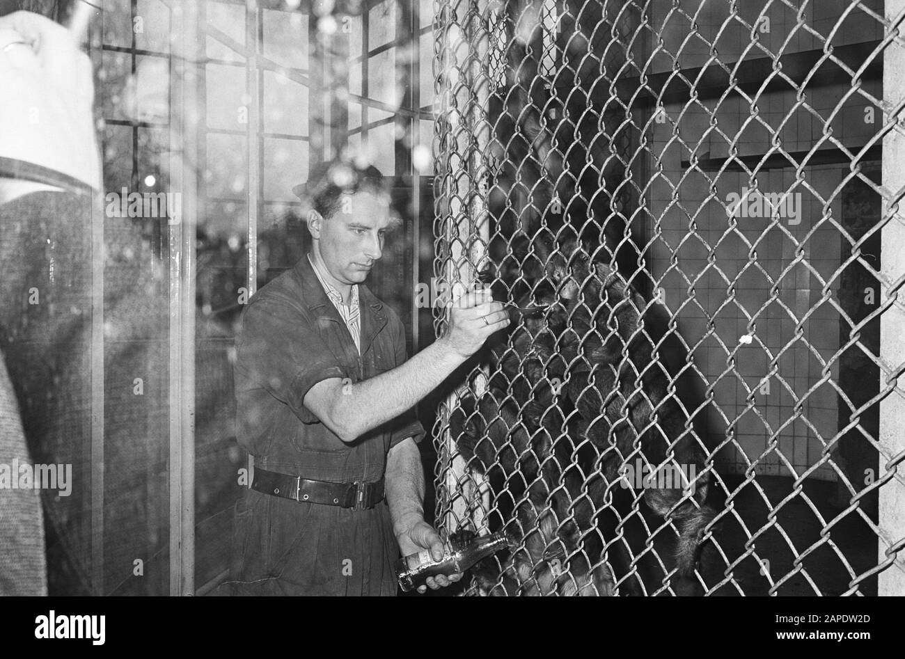 Monkey maladie à Blijdorp, la gardienne donne aux singes le médicament Date: 13 janvier 1965 lieu: Rotterdam, Zuid-Holland mots clés: Apen, zoos Nom de l'institution: Blijdorp Banque D'Images