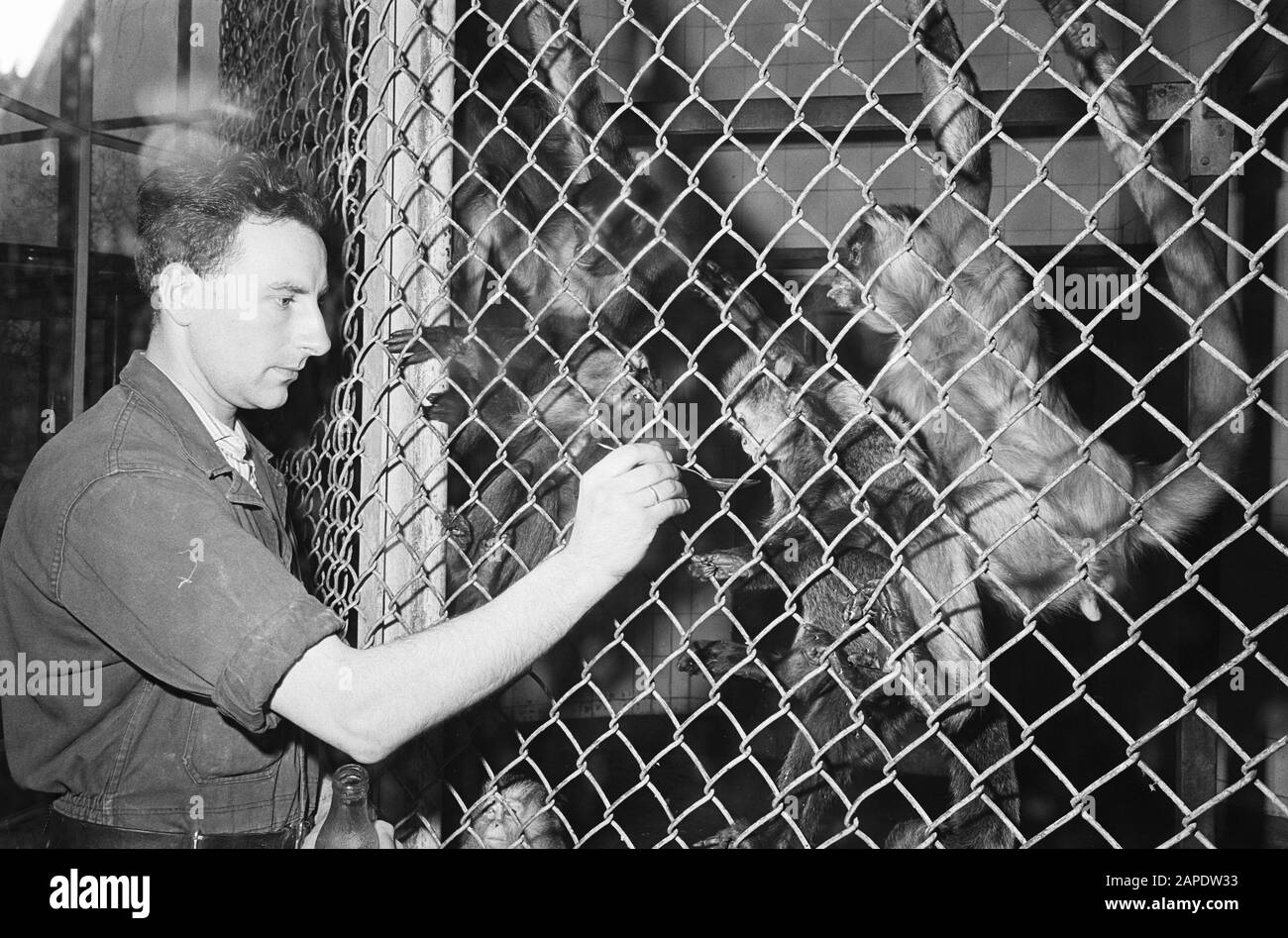 Monkey maladie à Blijdorp, la gardienne donne aux singes le médicament Date: 13 janvier 1965 lieu: Rotterdam, Zuid-Holland mots clés: Apen, zoos Nom de l'institution: Blijdorp Banque D'Images