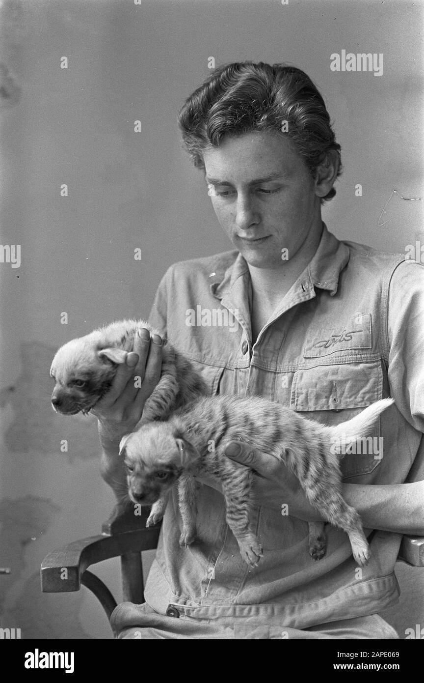 Artis, jeunes chiens hyena Date: 22 mai 1967 lieu: Amsterdam, Noord-Holland Nom de l'institution: Artis Banque D'Images