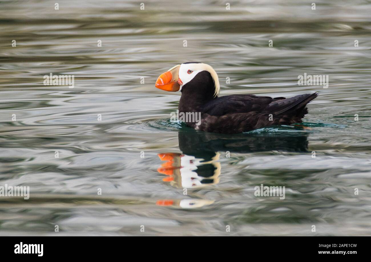 Un puffin tufté (Fratercula cirrhota) nage avec son reflet scintillant dans les eaux ondulantes. Banque D'Images