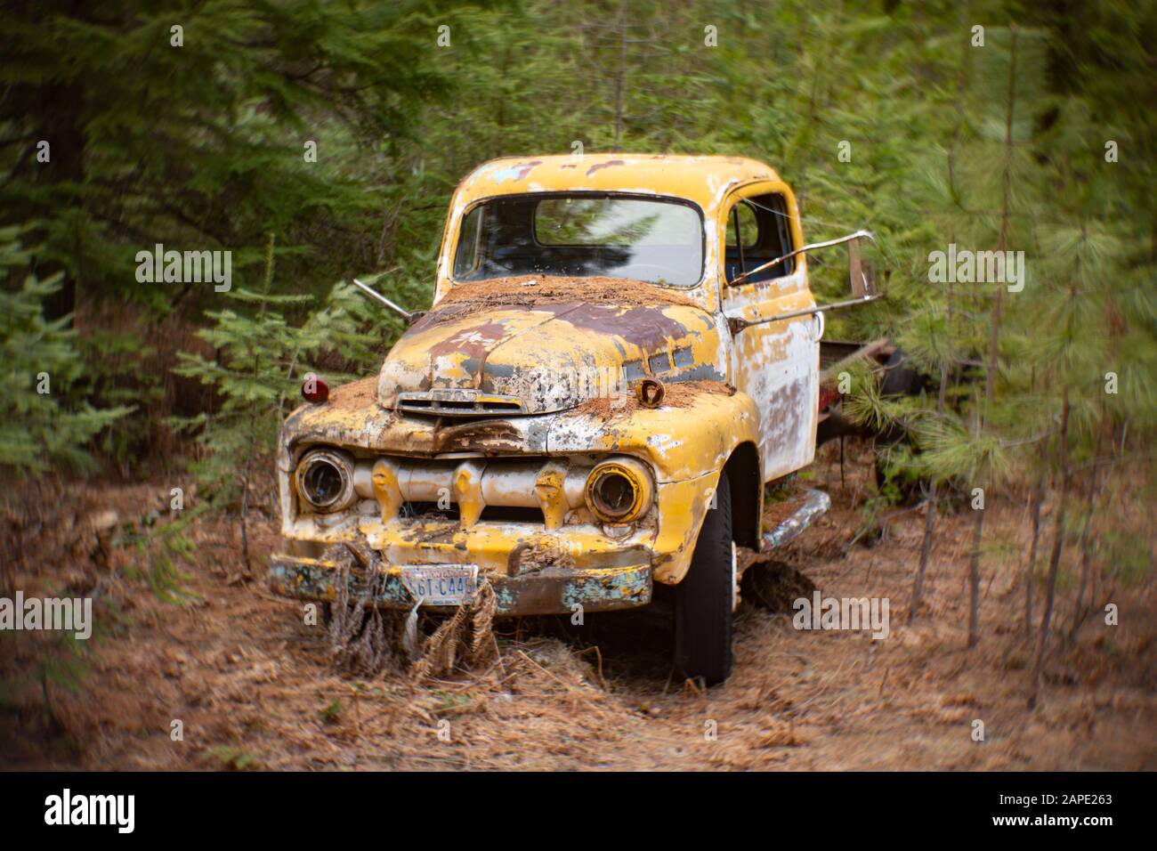 Un vieux camion de coupe Ford de 1951 jaune, dans une zone boisée, à Noxon, Montana. Banque D'Images